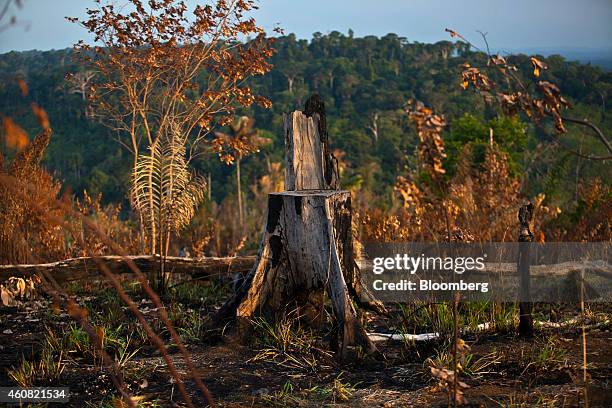 Tree stump stands in the rain forest in the southern part of the Amazonian state of Para, near Belo Monte, Brazil, on Monday, Dec. 15, 2014. The rate...