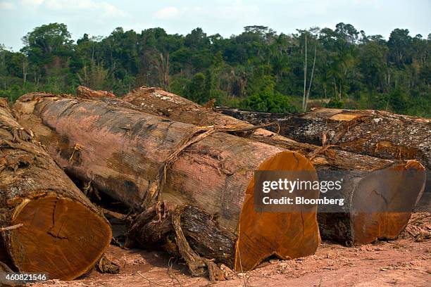 Cut logs sit at a sawmill in Anapu, Brazil, on Thursday, Dec. 18, 2014. The rate of deforestation Brazil's Amazon rain forest dropped 18 percent over...