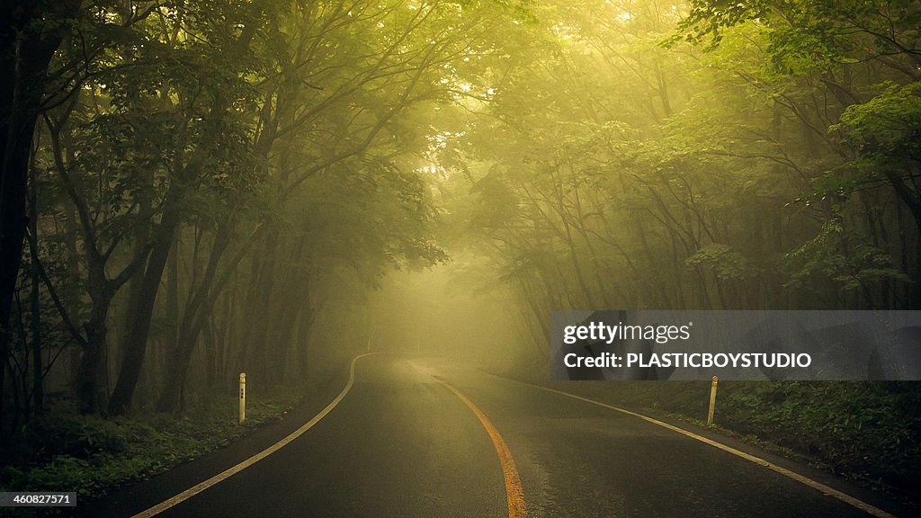 Fog/road / curve