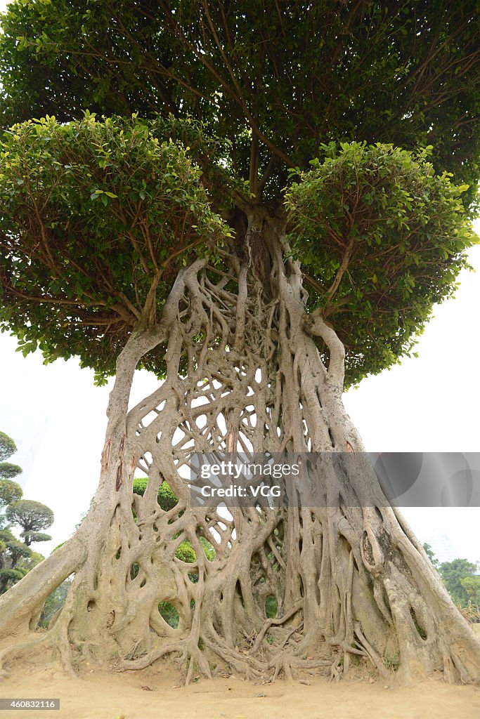 A Tree Trunk Similar To Spider Web Appears In Nanning