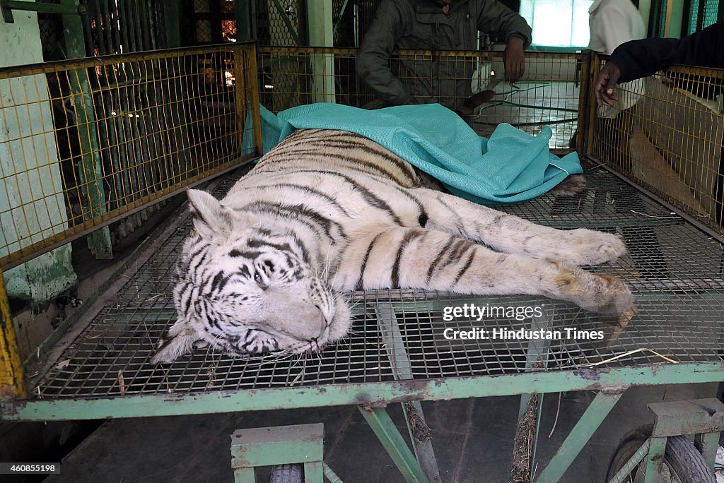 White Tiger Dies After Snake bite At Indore Zoo