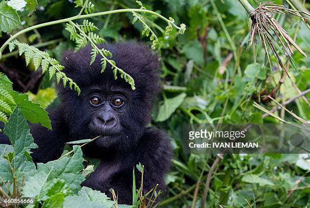 Baby mountain Gorilla, member of the Agashya family, is pictured in the Sabyinyo Mountains of Rwanda on December 27, 2014. Rwanda, well known for...