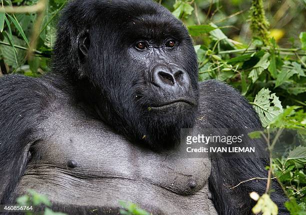 Silverback mountain Gorilla, member of the Agashya family is pictured in the Sabyinyo Mountains of Rwanda December 27, 2014. Rwanda, well known for...