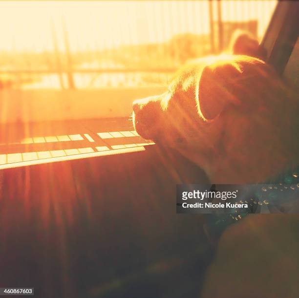 Puppy dog in car head out window sunset sunshine