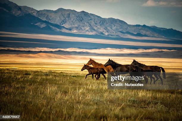 herd of wild horses in kazakhstan - kasachstan landschaft stock-fotos und bilder
