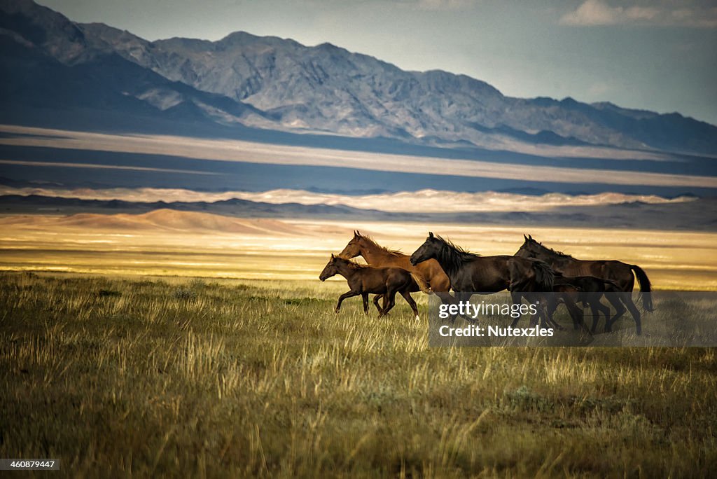 Herd of wild horses in Kazakhstan
