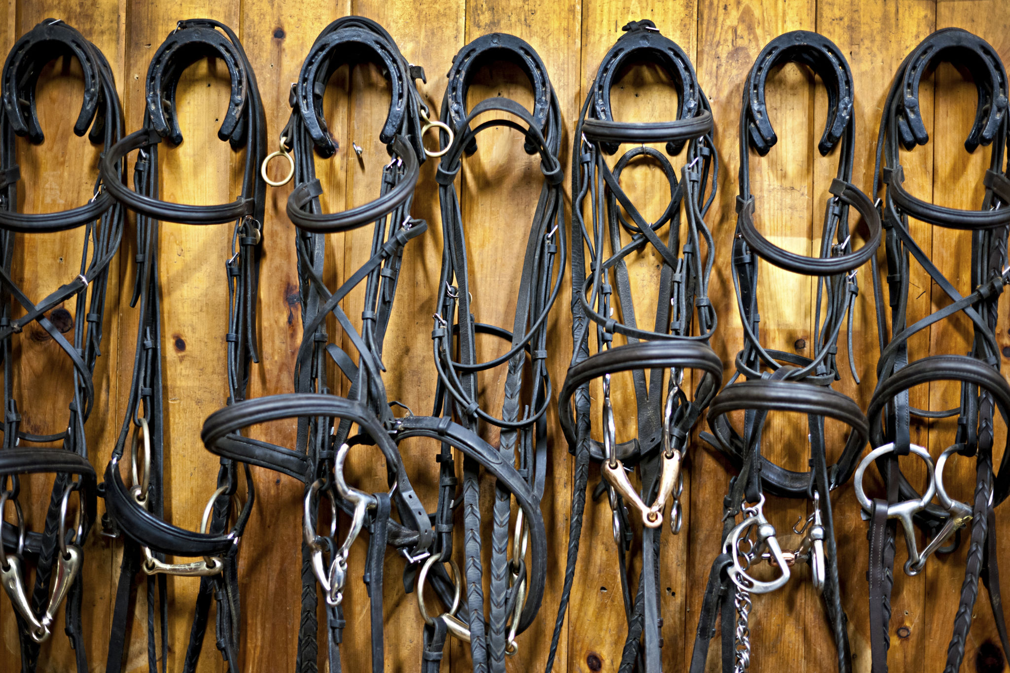 sustainable horse equipment