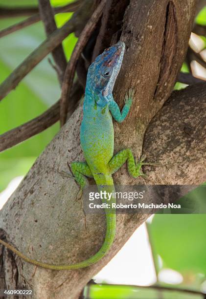 Cuban Knight Anole or green and blue typical Cuban chameleon in the wilderness, nature photo of a reptile.