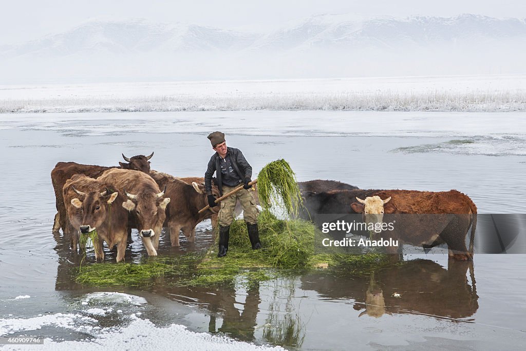 Shepherds supply feed for their livestock from Kaz Lake in Turkey's Van