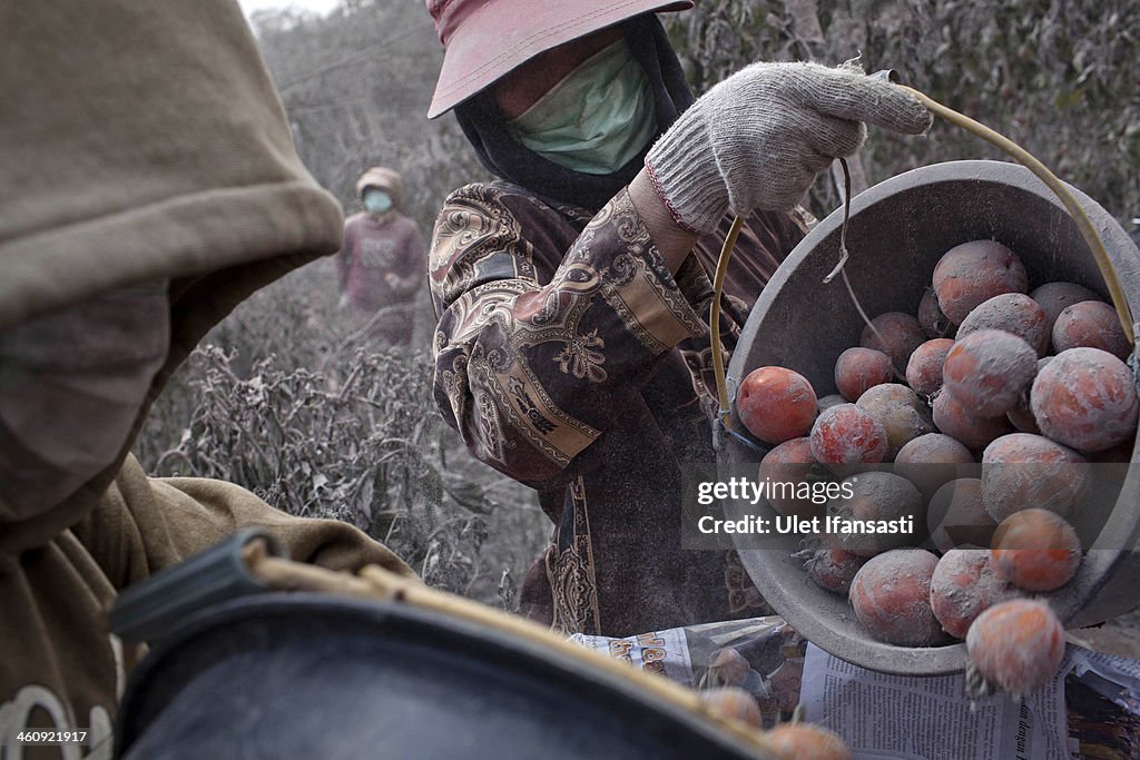 Villagers Evacuated As Mount Sinabung Eruptions Continue