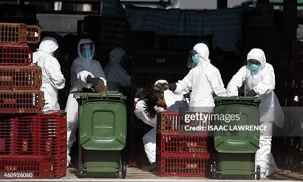 Workers place chickens in a bin during a cull in Hong Kong on December 31 after the deadly H7N9 virus was discovered in poultry imported from China....