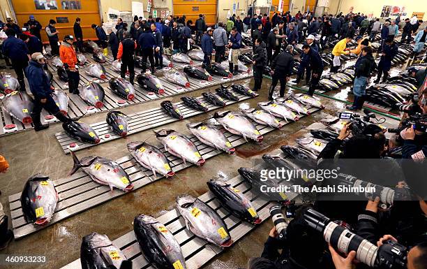 Buyers inspect Bluefin tuna carefully at Tsukiji Fish Market on December 30, 2013 in Tokyo, Japan. Tsukiji Fish Market is best known as one of the...