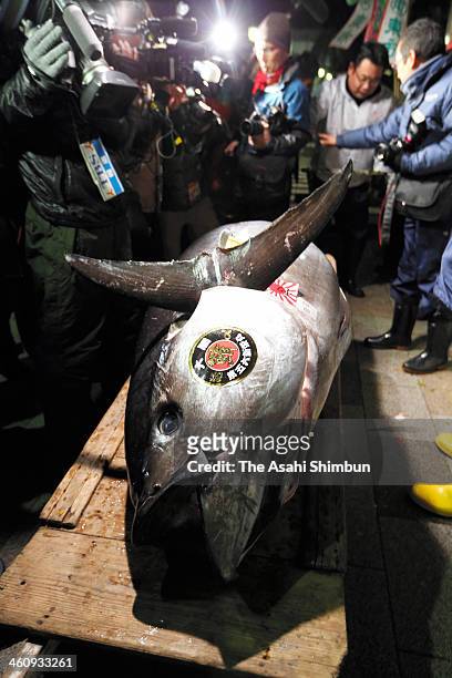 Fresh whole tuna weighing 230 kilograms , sold for 7.36 million yen at the year's first auction at Tsukiji Market on January 5, 2014 in Tokyo, Japan....