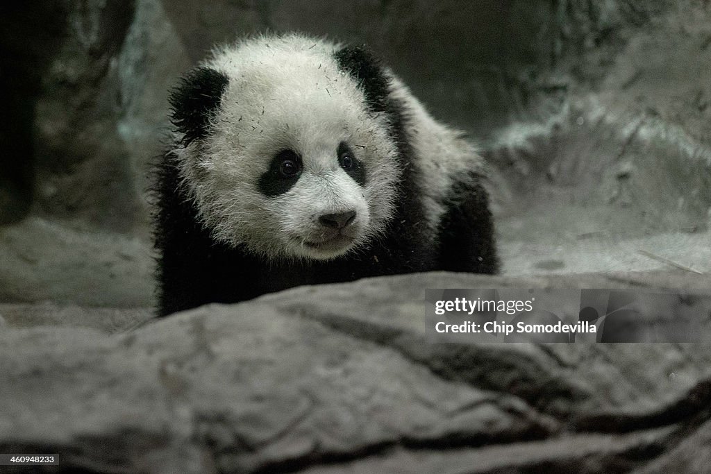 Panda Cub Bao Bao Makes Her Debut At Washington's National Zoo