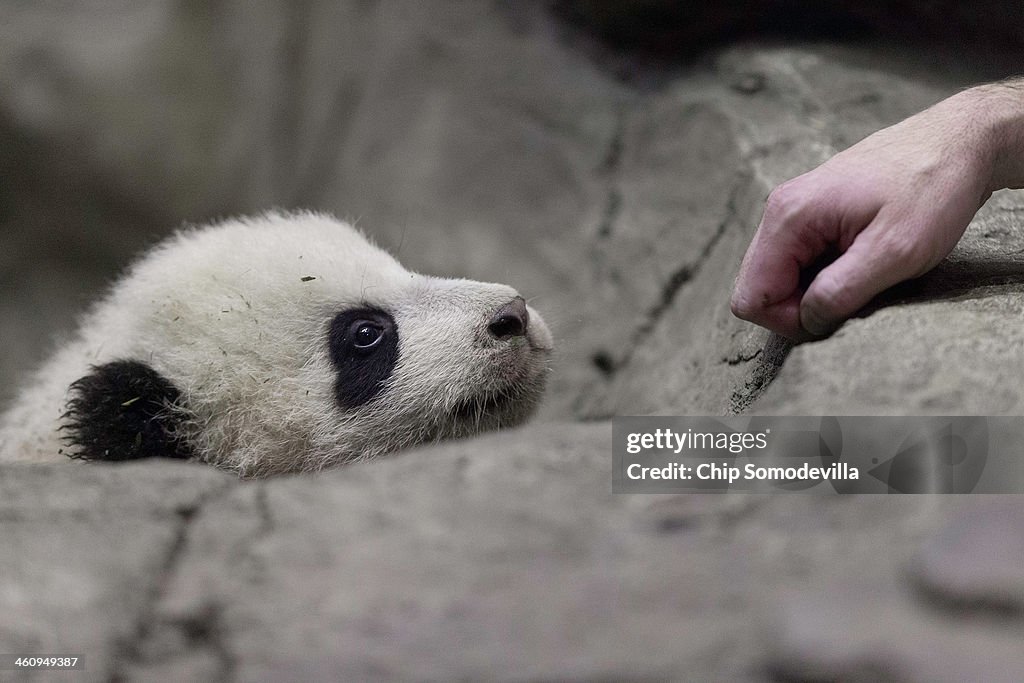 Panda Cub Bao Bao Makes Her Debut At Washington's National Zoo