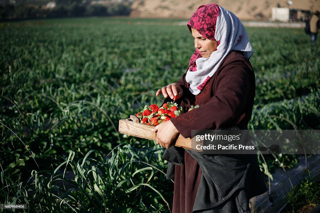 Palestinian farmer harvests strawberries in Beit Lahia, the...