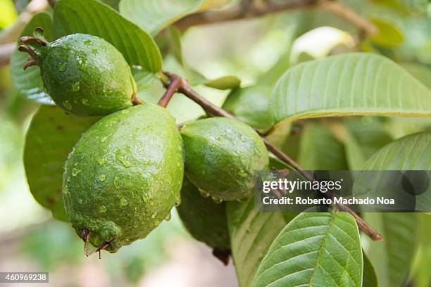 649 Guava Trees Stock Photos, High-Res Pictures, and Images - Getty Images