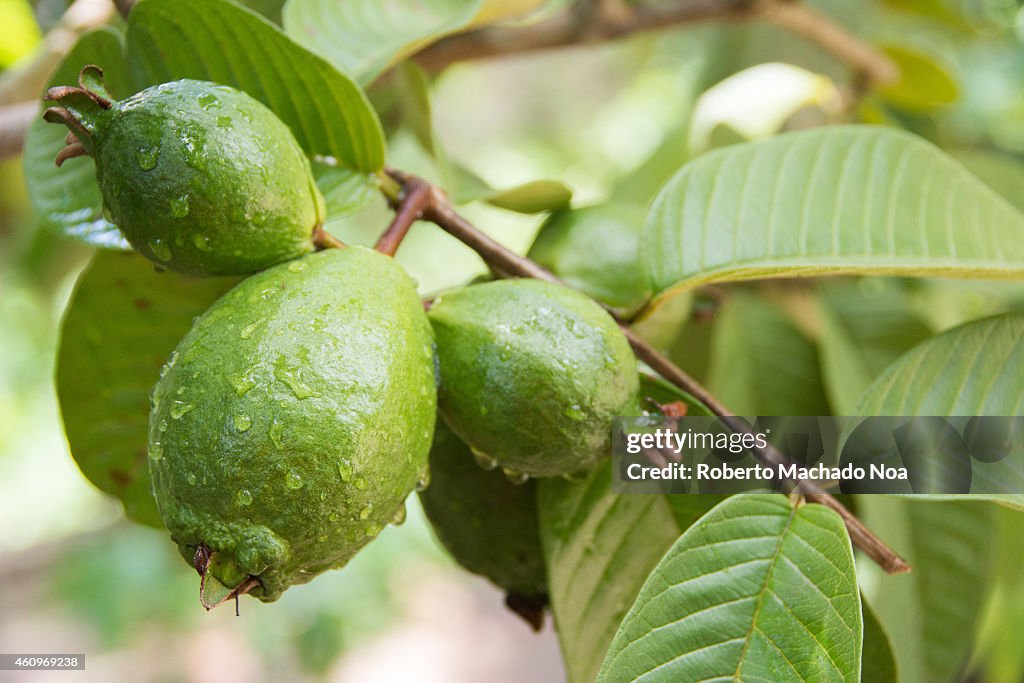 Bunch of guava fruits in a tree...