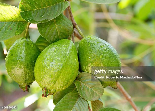 Local Guava Tree 521 Guava Trees Stock Photos, High-Res Pictures, and Images - Getty Images
