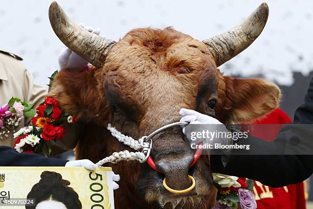 Shin Je Yoon, chairman of South Korea's Financial Services Commission, not pictured, holds the nose ring of a bull during a ceremony marking the...