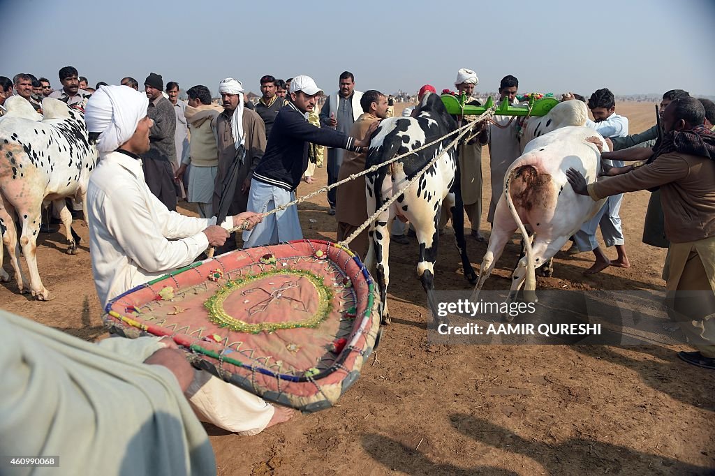Pakistani farmers prepare to compete in a traditional bull race in ...
