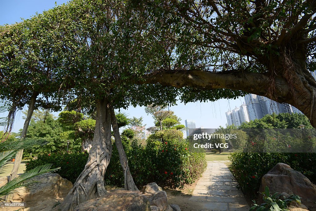 Conjoined Tree In Nanning