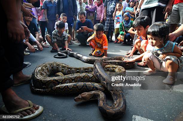 16 Pythton Snake Community Stock Photos, High-Res Pictures, and Images ...