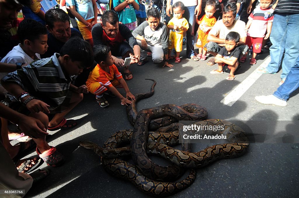 Children play with pythons as python collectors gather in Surakarta ...