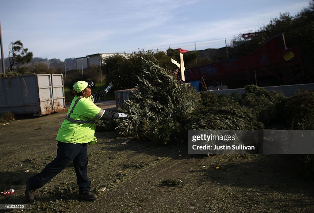 Christmas Trees In San Franciso Are Turned Into Biomass To Burn For Electricity