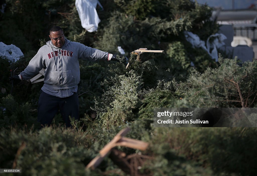 Christmas Trees In San Franciso Are Turned Into Biomass To Burn For Electricity