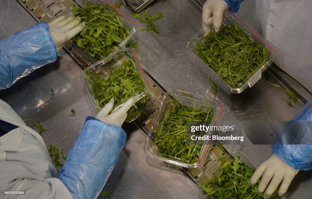 Operations At The Veg Pro International Farm, Canada's Largest Vegetable Producer