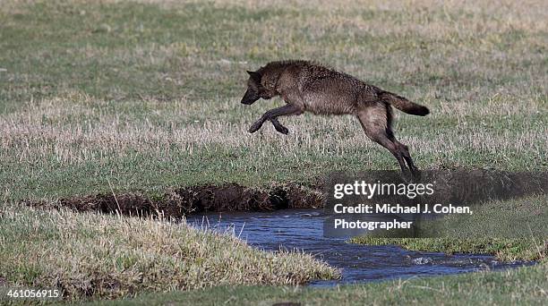 black wolf, yellowstone - michael wolf - fotografias e filmes do acervo