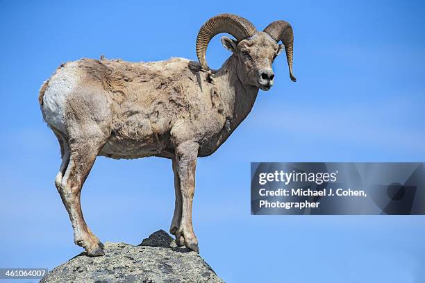 8,638 Picture Of A Ram Animal Stock Photos, High-Res Pictures, and ...