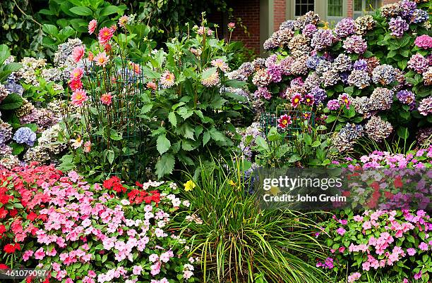 Flower garden in bloom.