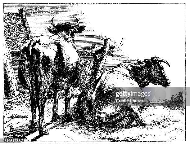 two cows by paulus potter - paulus potter stock illustrations