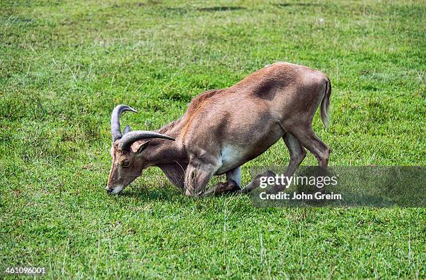 Aoudad, barbary sheep.