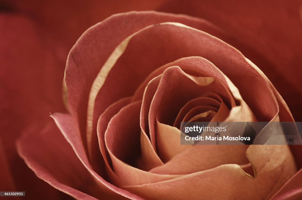 Dark Red Rose Flower Close-up