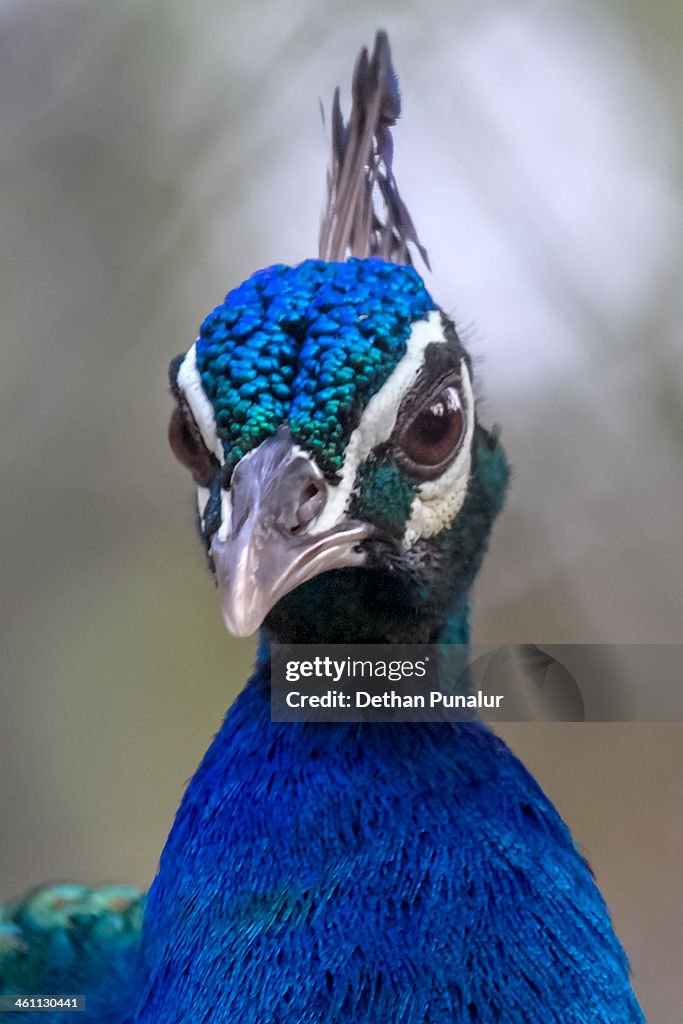 Peacock close up