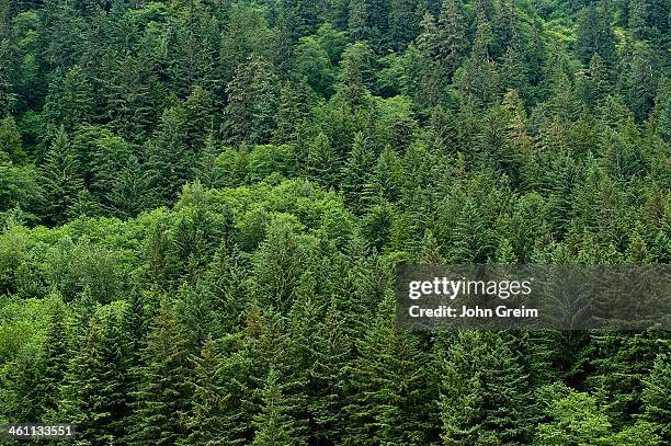 Hiking trail, Winner Creek, Chugach National Forest.
