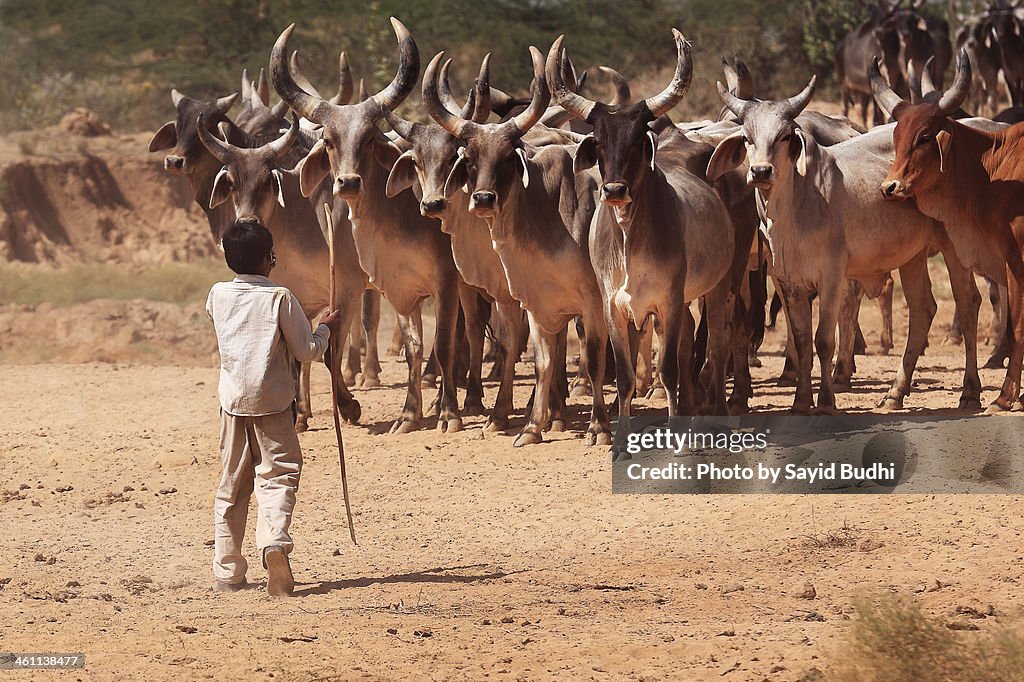 A young herdsboy prepares to lead a herd of cattle