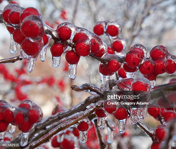 winterberries coated in ice after a storm - hatboro fotografías e imágenes de stock