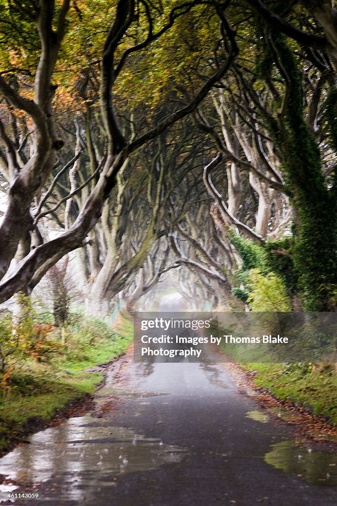 The Dark Hedges in the rain