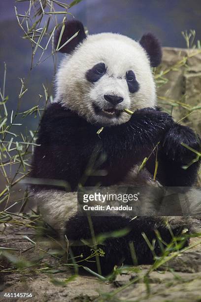 Bao Bao, a Giant Panda cub, eats bamboo in his enclosure at the Smithsonian National Zoo in Washington, D.C. United States on January 07, 2015.