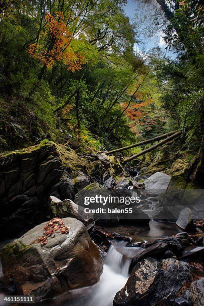 maple & river - chiayi stock pictures, royalty-free photos & images