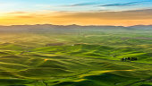 Crop field in the morning, Palouse hill