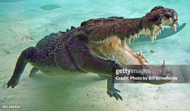 salt water crocodile - crocodylus porosus stock pictures, royalty-free photos & images