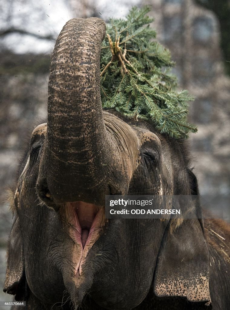 GERMANY-ANIMAL-ZOO-ELEPHANTS-FEATURE