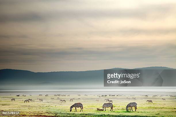 herd of zebras grazing on plain, morning - zebra herd stock pictures, royalty-free photos & images