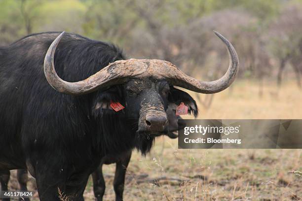 Buffalo bull named Serengeti stands at the Lumarie Game Farm in Limpopo province, South Africa, on Wednesday, Nov. 19, 2014. Record prices, which...