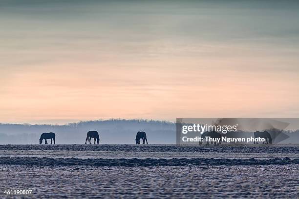cold feast - lancaster-pennsylvania photos et images de collection